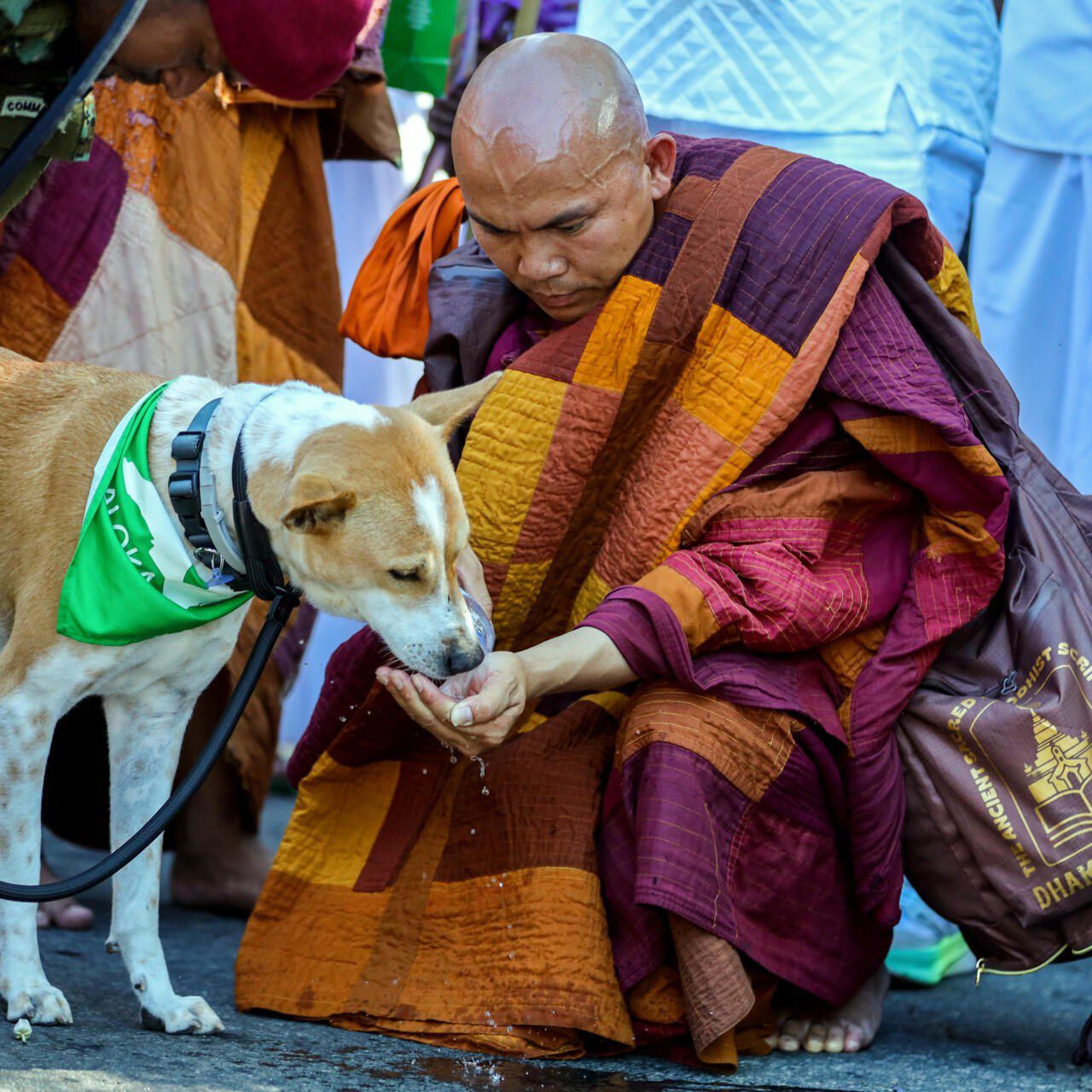 ခွေးလေး အာလောက၏ ငြိမ်းချမ်းရေးလမ်းလျှောက်ခြင်း သီရိလင်္ကာတွင်စတင်ပြီဖြစ်